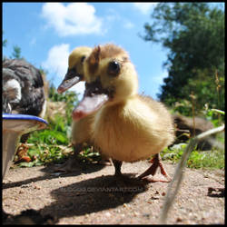 Duckling part 2