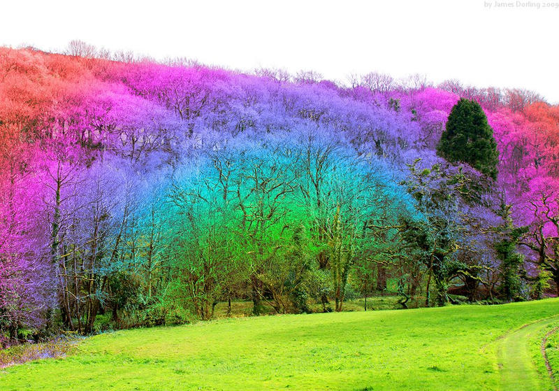 Rainbow Forest