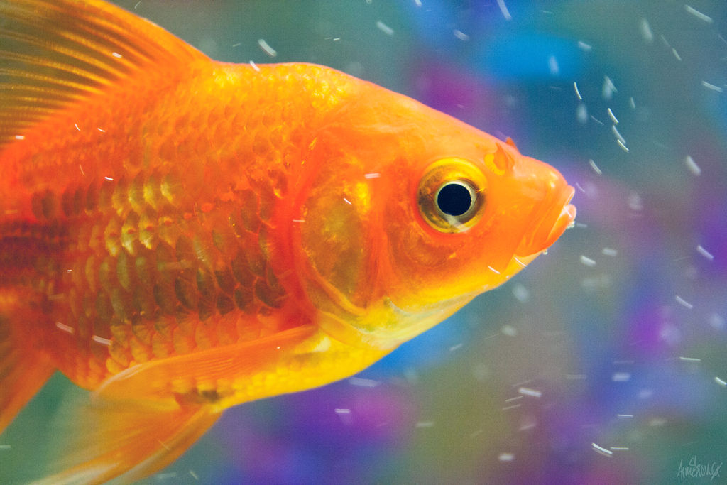 Motion Fish Ppl Motion by McScruffin on DeviantArt