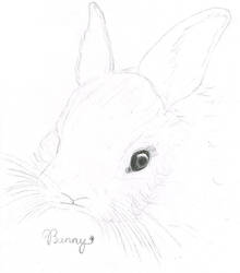 Bunny for Alexishemsley