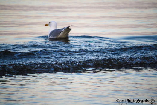 WaterBird