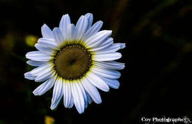 Milky Bloom