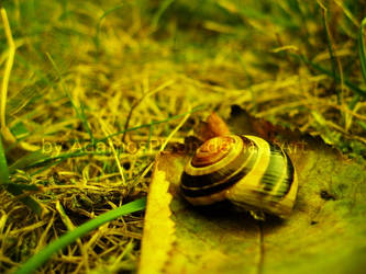 Slimak - Snail
