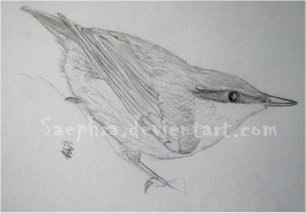 Nuthatch quick sketch