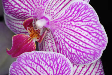 Orchid veins