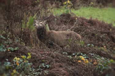 Morning Stag