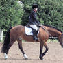 Dressage 3