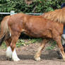 Mr Ed