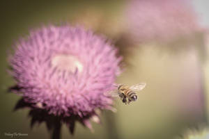 In Search Of Thistle