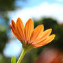 Beauty in the blooming daisies