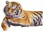 Tiger by Valentina by Valentina-Remenar