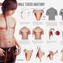HOW TO: Male Torso Anatomy