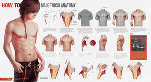 HOW TO: Male Torso Anatomy