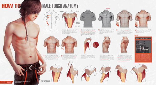 HOW TO: Male Torso Anatomy