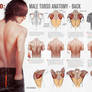 HOW TO: Male Torso Anatomy - BACK