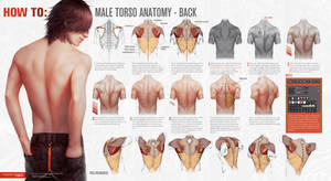 HOW TO: Male Torso Anatomy - BACK