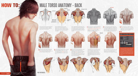 HOW TO: Male Torso Anatomy - BACK by Valentina-Remenar