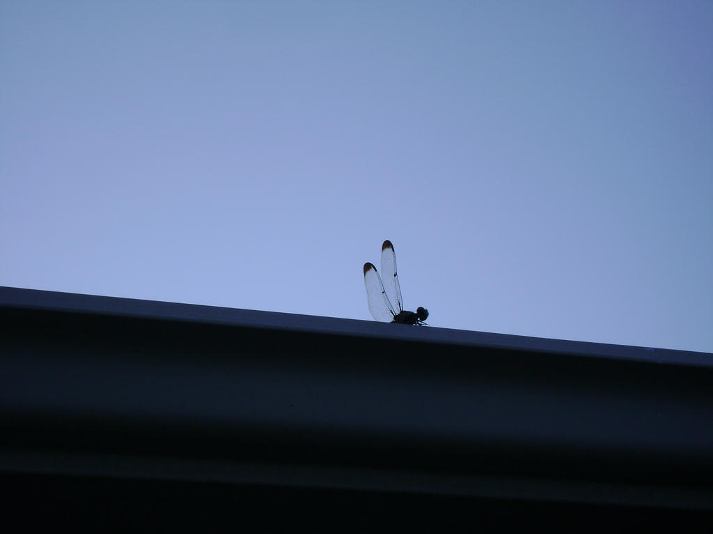 Watcher on the Roof