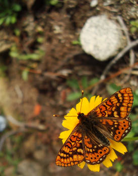 Orange Butterfly