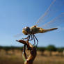 Dragonfly at sun