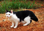 Cat by Sonia-Rebelo