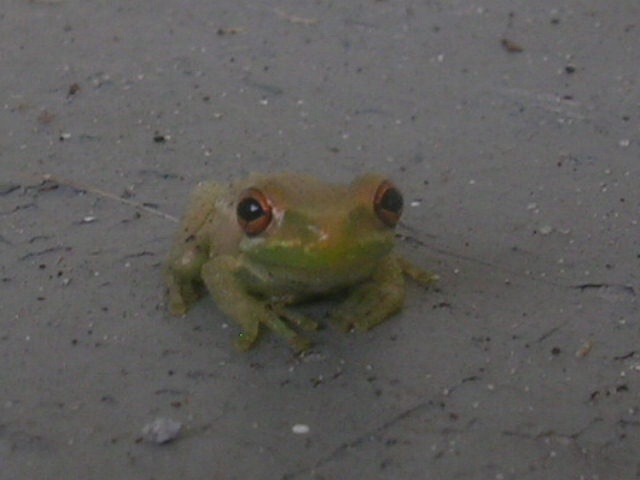 green tree frog staring