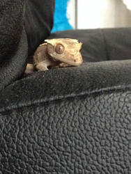 The most interesting gecko In the world.