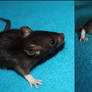 baby rat II