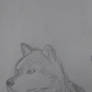wolf drawing attempt