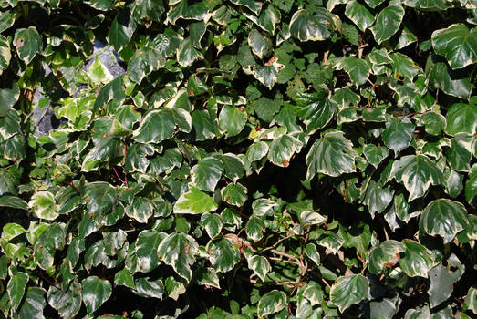 Nature - Ivy