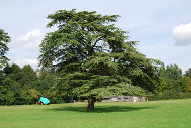 Nature - Tree and Tractor