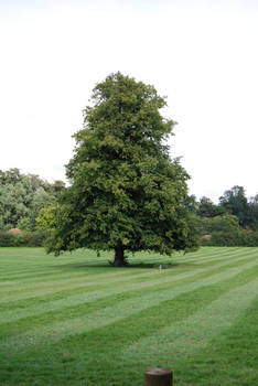 Nature - Tree in a Green Field