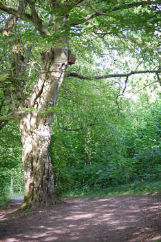 Nature - Woodland Path