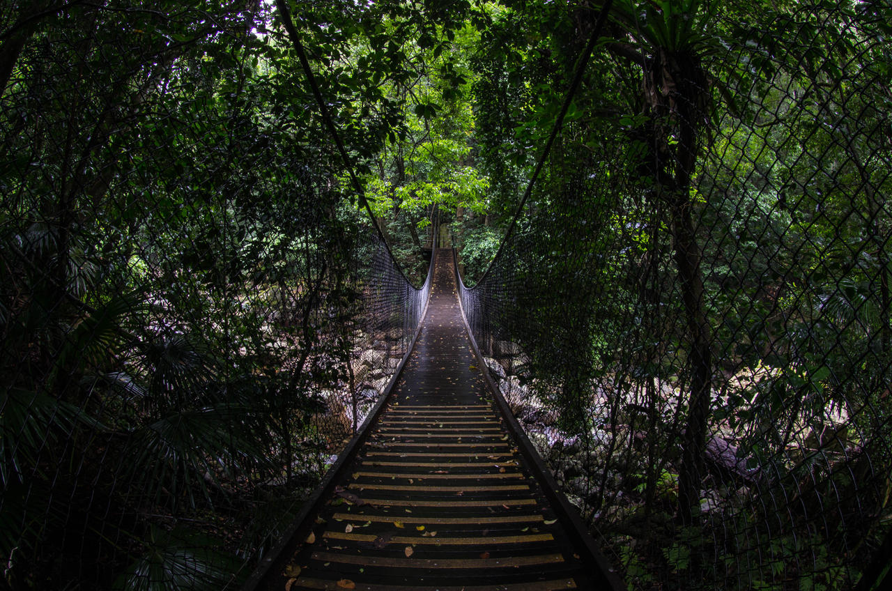 Rainforest Footbridge