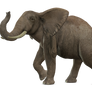 Elephant 4 PNG