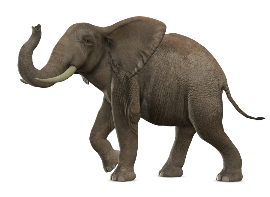 Elephant 4 PNG by Variety-Stock
