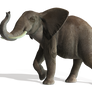Elephant 5 PNG