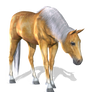 Horse 1 PNG