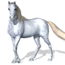 Horse 3 PNG