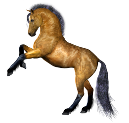 Horse 4 PNG