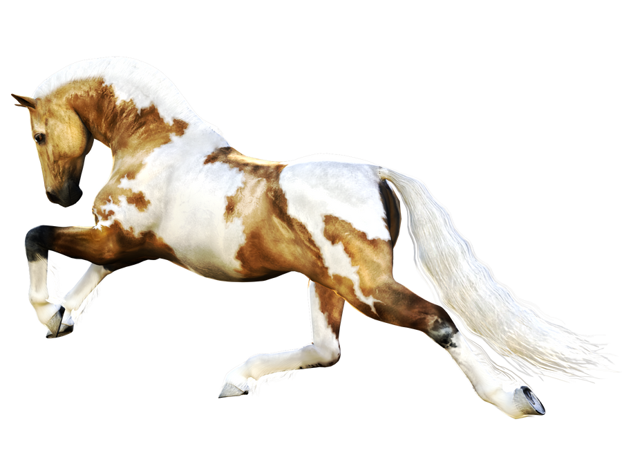 Horse 7 PNG by Variety-Stock