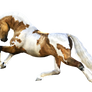 Horse 8 PNG