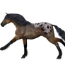 Horse 9 PNG