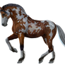 Horse 10 PNG
