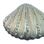 Sparkling Seashell