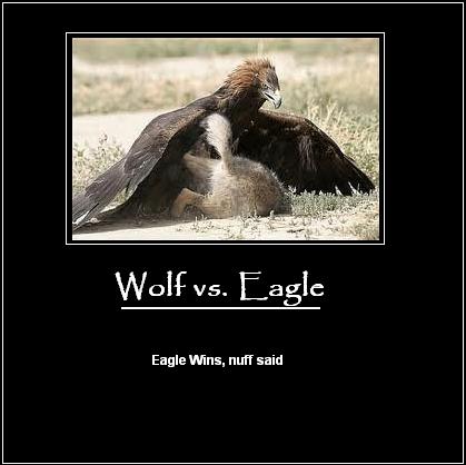 Eagle Vs. Wolf