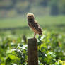 Guarding the grapes