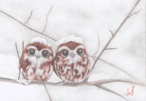 Cute little owlsies