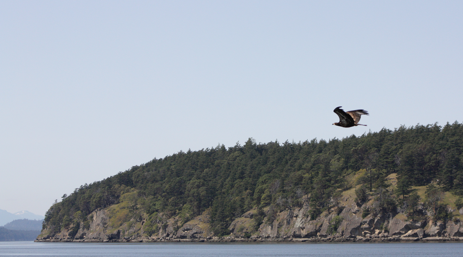 Hawk Taking Off - 1