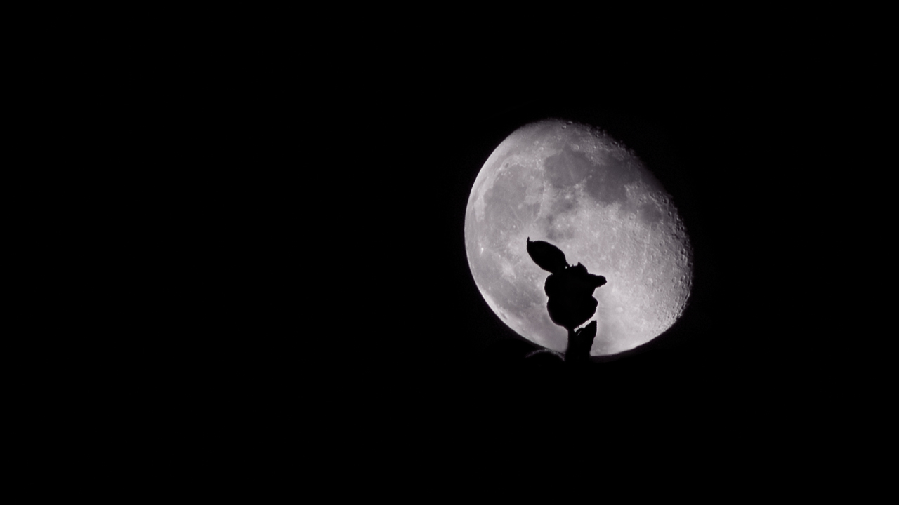 Moonlit Rose